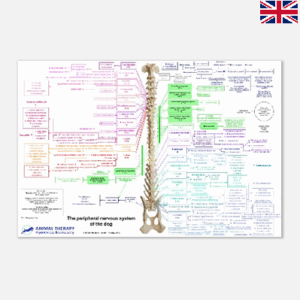 The peripheral nervous system of the dog (ENG)